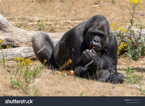 Big Black Hairy Male Gorilla Monkey Stock Photo (Edit Now) 1217421718