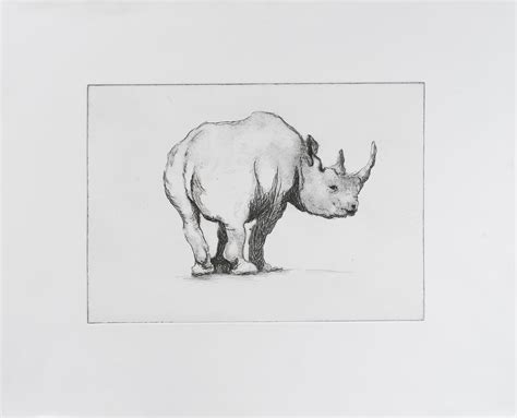 Rhino – Phoebe Dickinson
