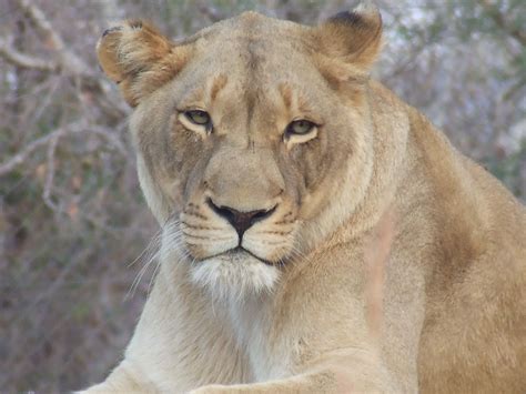 Female Lion | Female lion, Africa, Game reserve