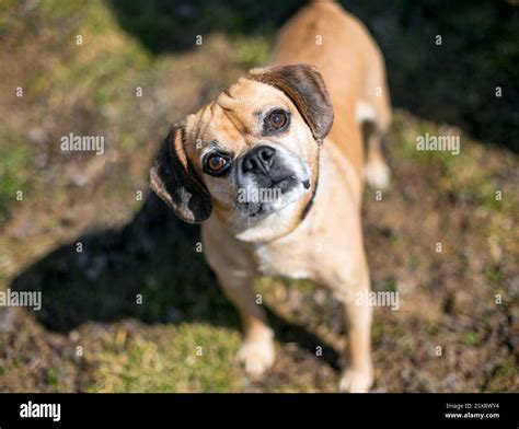 A Pug x Beagle mixed breed dog, also known as a Puggle, looking up with ...