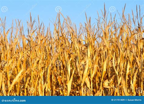Golden Yellow Corn Stalks Royalty Free Stock Images - Image: 21751409