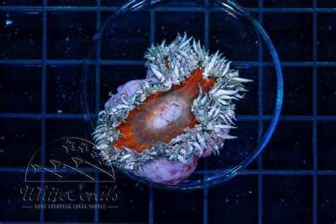 Phymanthus crucifer Rockanemone-AN2_250927_099