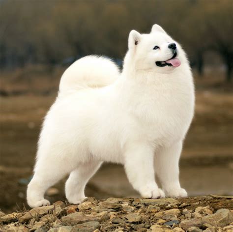 萨摩耶犬小时候图片,萨摩耶犬小时候,萨摩耶犬图片_大山谷图库