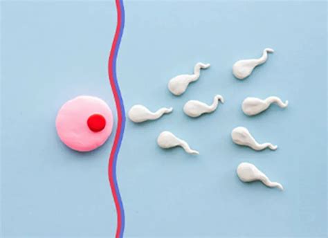 Female Infertility|Genesis IVF
