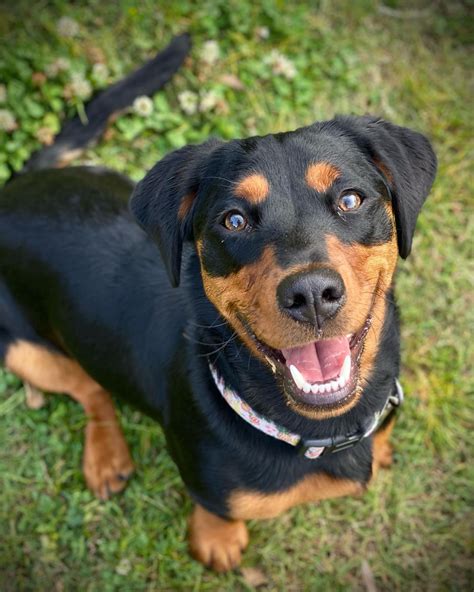 What Is A Rottweiler Dachshund at Millard Brochu blog