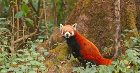 10 best places to see red pandas in India | Times of India
