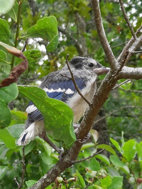 Baby blue jay by Ritzy92 on DeviantArt