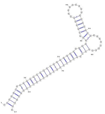RNAcon - Classification of non-coding RNAs (ncRNA)