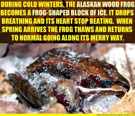Image result for Alaskan Tree Frog