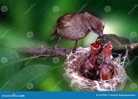 Feeding baby bird stock photo. Image of children, bird - 3747032