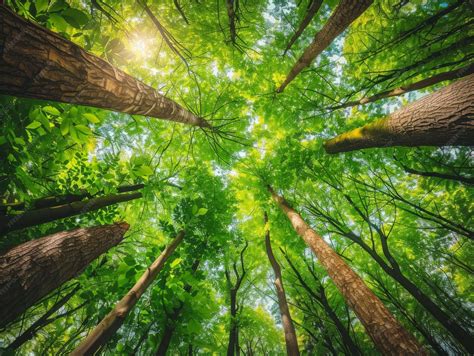 Tree Canopy 的图像结果