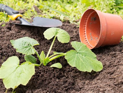 Planting Zucchini Spacing How To Grow And Care For Zucchini Plants