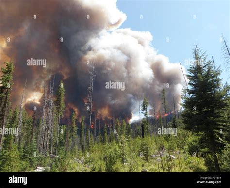 The Gold Pan Complex Fire, a significant wildfire in the U.S. Forest ...