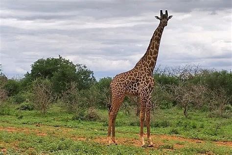 KENYA BUSH AND BEACH HOLIDAYS - All You Need to Know BEFORE You Go 2026 ...