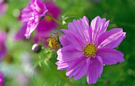 Wallpaper flowers, beauty, plants, flora, pink color, kosmeya, annuals ...