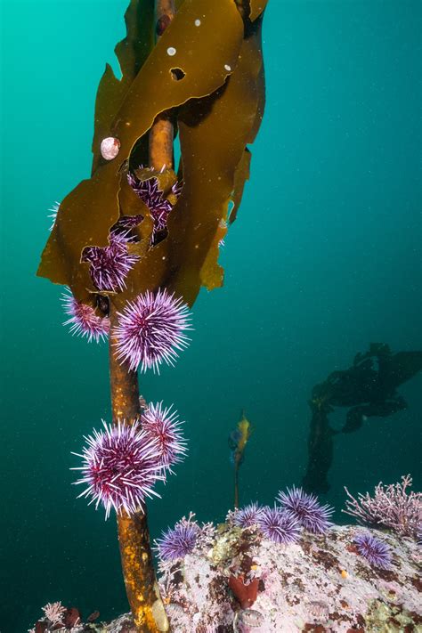 Want to help California's kelp forests? Eat sea urchins. | National ...