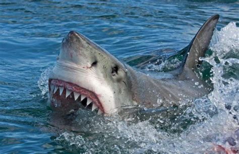 巨齿鲨（生物） - 搜狗百科