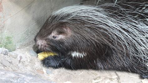 What Are Natural Predators Of Porcupines at Gary Razo blog