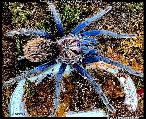 Tarantula Spider