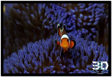 3D DIVING SIPALAY (2026) All You Need to Know BEFORE You Go (with ...