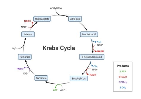 Krebs Cycle Explained Simply 的图像结果