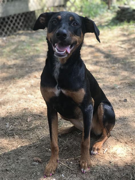 Rottweiler Mix Doberman Pinscher