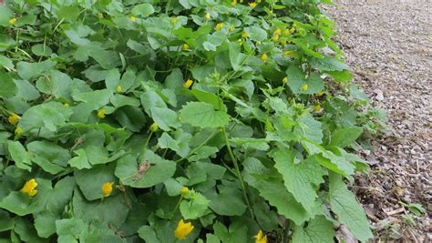 Invasive plants in southeastern Wisconsin include garlic mustard, Queen ...