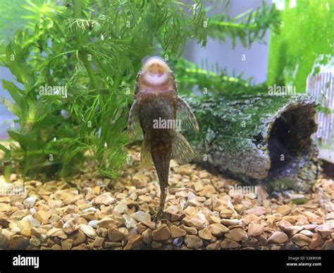 Freshwater Aquarium Sucker Fish