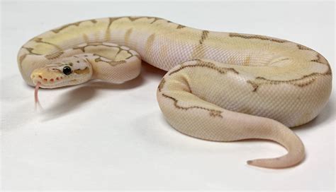Image result for Enchi Static Ball Python