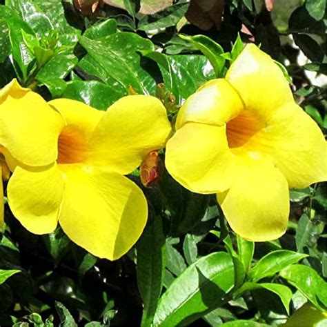 Yellow Mandevilla Sanderi Seeds Perennial Annual Evergreen Ornamental ...
