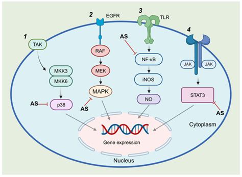 Andrographolide Sulfonates and Xiyanping: A Review of Chemical ...