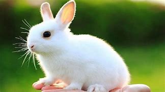 Image result for Baby Rabbits Newborn Wild