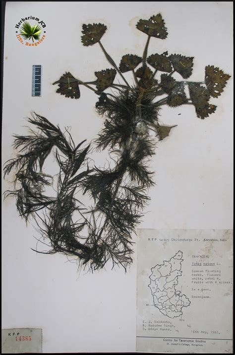 Herbarium JCB