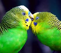 Image result for Free Desktop Wallpaper Love Birds