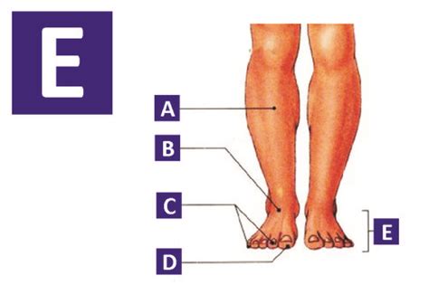 Image result for Front View of Toe