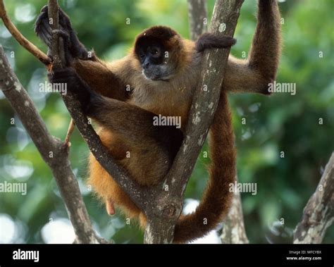 BLACK-HANDED SPIDER MONKEY Ateles geoffroyi Costa Rica, Central America ...