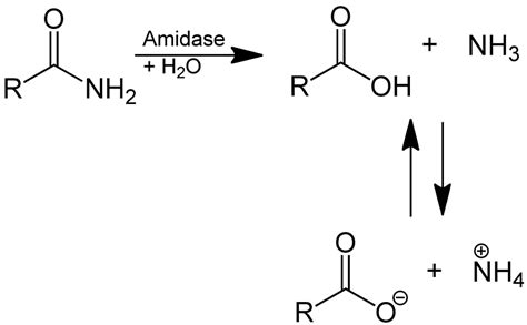 Carboxylic Acids and its Derivatives: Nomenclature and Preparation ...