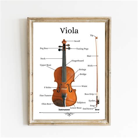 Image result for Viola String Instrument