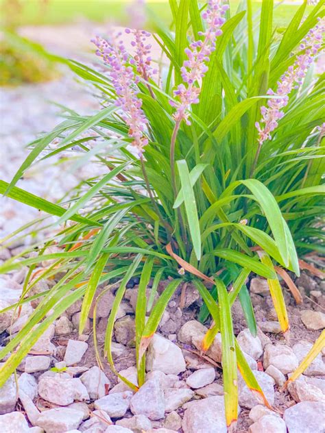 7 Best & Beautiful Ground Cover Plants Full Sun, Low Maintenance, Shade