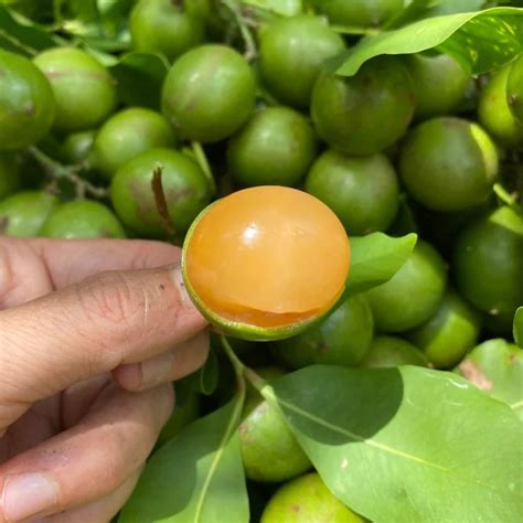 Spanish Lime Fruit Plant (Melicoccus bijugatus) – veliyathgardens