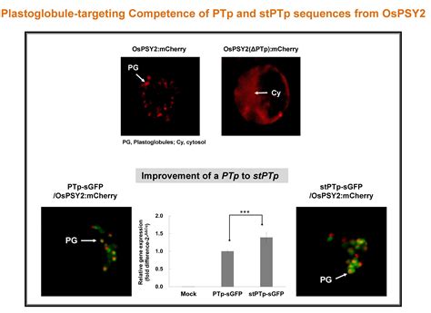 Plastoglobule-Targeting Competence of a Putative Transit Peptide ...