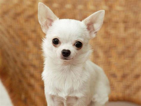 Chihuahua Dog Breed » Information, Pictures, & More