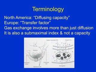 Image result for Lung Diffusing Capacity Diffusion Coefficient