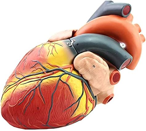 Anatomy Model Educational Model Magnified 4 X Heart Anatomical Model ...