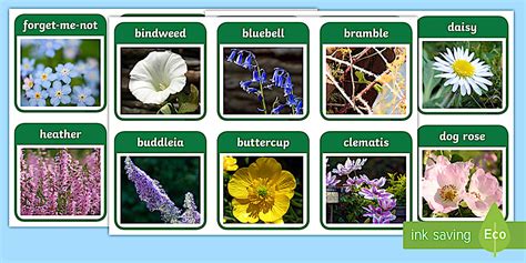 Flowers and Plants Flashcards PDF - Primary Resource