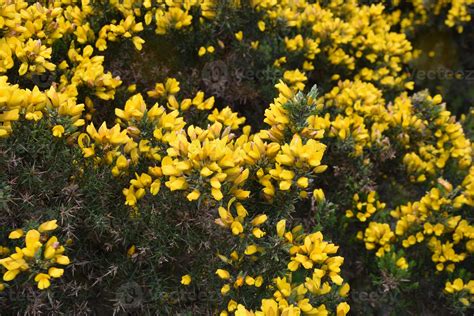 Flowering Thorny Golden Yellow Evergreen Bush in Bloom 9551799 Stock ...