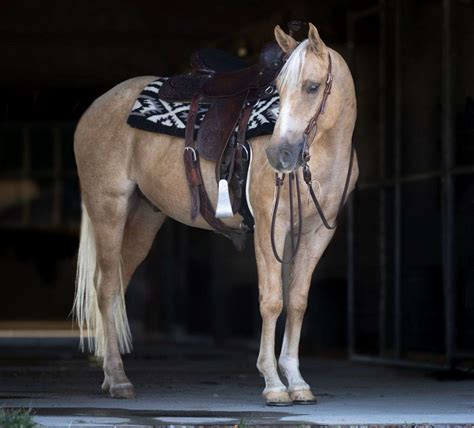 Radar - the Ultimate Trail Horse 4 Yr Old Palomino Roan AQHA Gelding!