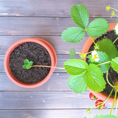 How to grow strawberries in pots – a guide to help you grow your own ...