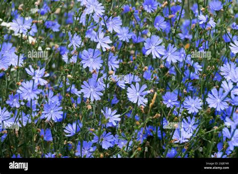 Image result for Common Core Grade 3 Math