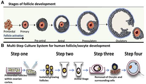In vitro growth and maturation of primordial follicles and immature oocytes - Fertility and ...